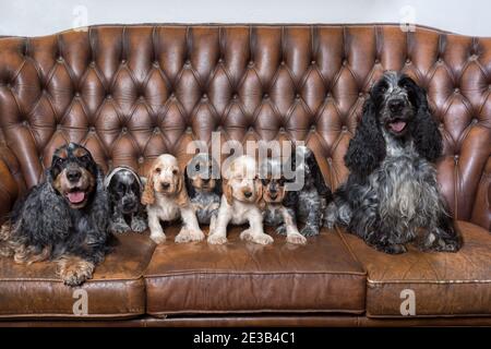 huge family of English Cocker Spaniel with small puppies, posing to camera on Breeding station, descendants of European champions. Stock Photo