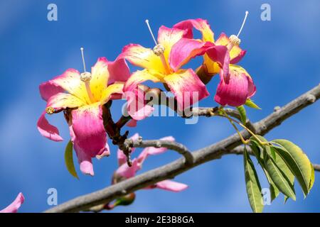 Flowering Ceiba speciosa Pink flower of a Silk floss tree Spain Stock Photo