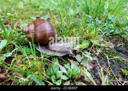 Helix pomatia, common names the Roman snail, Burgundy snail, edible snail or escargot, Garden snail on way across some grass Stock Photo