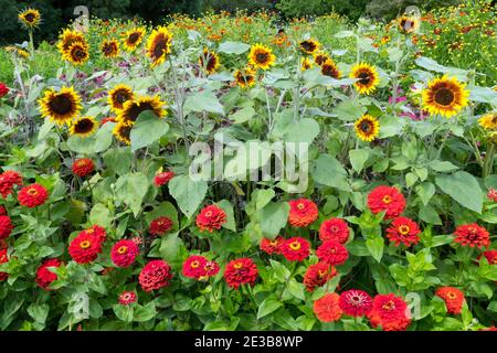 Garden sunflowers Zinnias summer Sun flower bed border plants, garden in mid-summer Red Zinnias Garden sunflowers Herbaceous Flowers Tall plants Stock Photo