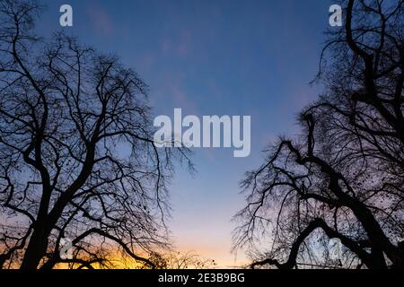 Tree Silhouette in the sunset, Hobart, Tasmania, Australia Stock Photo