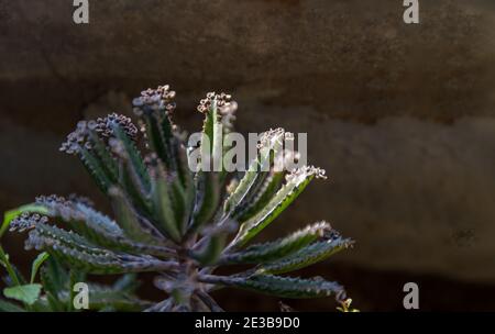 Closeup of view on Kalanchoe Delagoensis. The plant is also know as Mother of Millions, Devil's Backbone and Chandlier Plant. Copy space, Selective fo Stock Photo