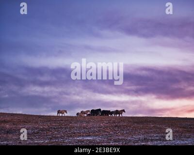 Dosanko Horse at Dawn Stock Photo