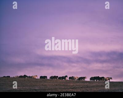 Dosanko Horse at Dawn Stock Photo