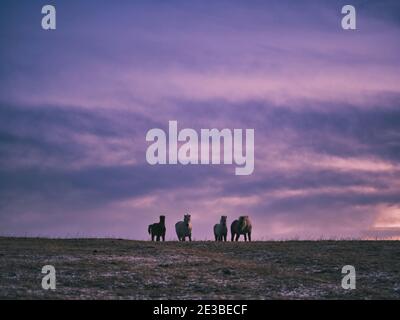 Dosanko Horse at Dawn Stock Photo