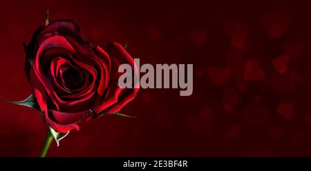 Red rose flower in the shape of a heart on a dark red background with copy space and bokeh hearts, romantic love symbol for valetines day, copy space, Stock Photo