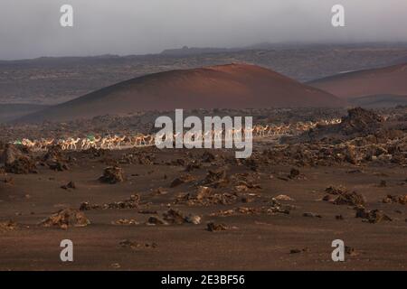 Dromedaries in Timanfaya National Park on the Canary Island of Lanzarote Stock Photo