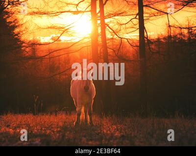 Dosanko Horse at Dawn Stock Photo