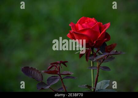 Garden spray red roses. Green leaves on branches, bushes of bright blooming roses on sunny day. Natural floral background. Botanical blossom concept. Stock Photo