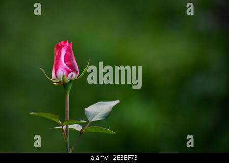 Garden spray red rose bud. Green leaves on branches, bushes of bright blooming roses on sunny day. Natural floral background. Botanical blossom concep Stock Photo