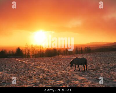 Dosanko Horse at Dawn Stock Photo