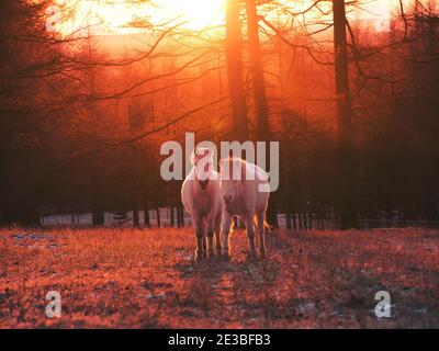 Dosanko Horse at Dawn Stock Photo