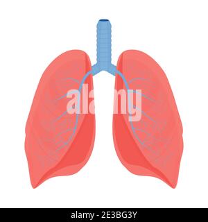 Human lungs, organs isolated on white background stock vector illustration. Medical, anatomical concept in flat style. Element, object. Healthcare. Vector illustration Stock Vector