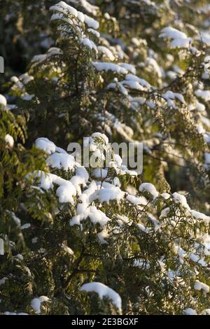 Thuja branches covered with snow in winter close up Stock Photo
