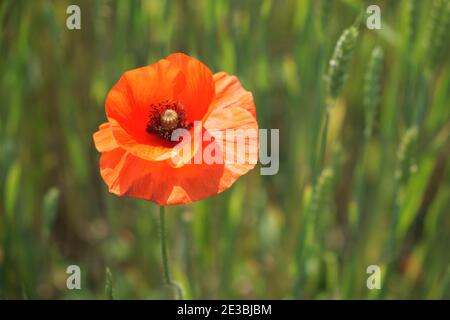 Big red poppy flower in a close-up. Beautiful flower with red petals. Stock Photo