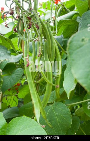 Runner bean plants growing in a vegetable patch of a garden in England, UK Stock Photo