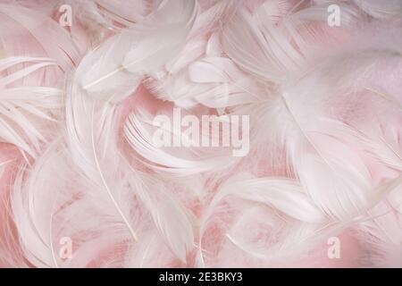 Soft and gentle white feathers on pastel pink Stock Photo