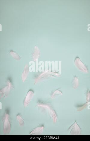 White feathers on pastel background Stock Photo