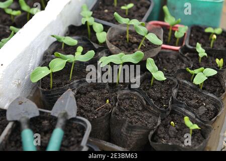 Working tools and young seedlings of cucumber in boxes in greenhouse.  Vintage botanical background with plants, home hobby still life with gardening Stock Photo