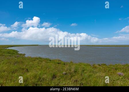 Landscape with salt marshes, Fedderwardersiel, Lower Saxony, Germany, Europe Stock Photo