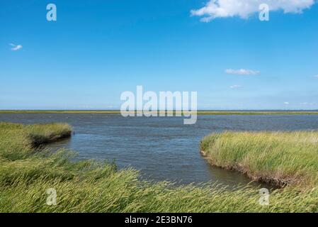 Landscape with salt marshes, the Weser estuary in the background, Fedderwardersiel, Lower Saxony, Germany, Europe Stock Photo