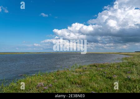 Coming tide in the salt marshes, Fedderwardersiel, Lower Saxony, Germany, Europe Stock Photo