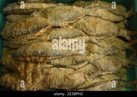 Clupea toli Achilles 162 Stock Photo - Alamy