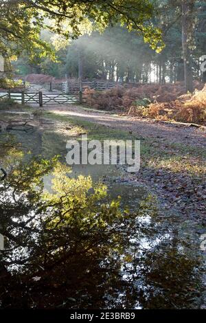 The branches of an oak tree reflected in a pool of water at Amberwood in the New Forest. Stock Photo