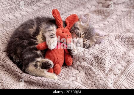 Baby cat sleeps on cozy blanket hugs a toy. Fluffy tabby kitten snoozing comfortably with plush rabbit hare on knitted bed. Copy space Stock Photo