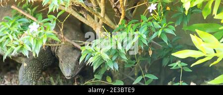 Water monitor lizard on the concrete bank of the canal. This species of reptile has adapted well to the neighborhood of humans in Sri Lanka and is cal Stock Photo