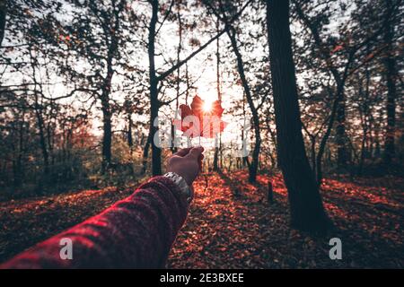 Amazing autumn forest in morning sunlight Stock Photo