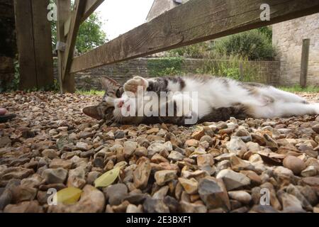 Playful domestic cat in church yard Stock Photo