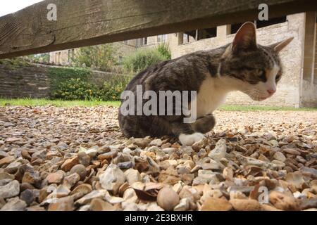 Playful domestic cat in church yard Stock Photo