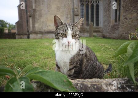 Playful domestic cat in church yard Stock Photo