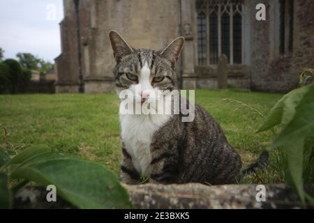 Playful domestic cat in church yard Stock Photo