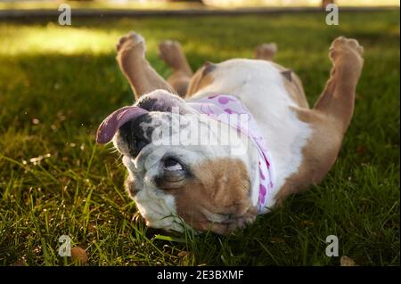 Selective focus shot of a funny English bulldog lying on the back in a park Stock Photo