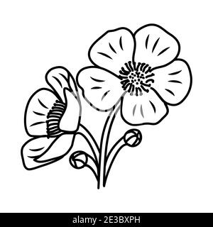 Hand drawn buttercup floral illustration. Stock Vector