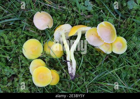 Hygrocybe ceracea, known as butter waxcap or wax cap, wild mushroom from Finland Stock Photo