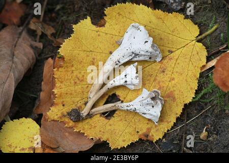Pseudocraterellus undulatus, known as  Sinuous Chanterelle, wild mushroom from Finland Stock Photo
