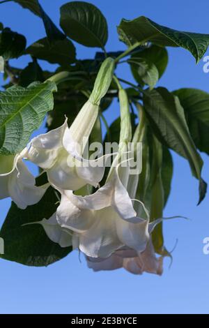 Angel’s trumpet tree, Liten änglatrumpet (Brugmansia arborea) Stock Photo