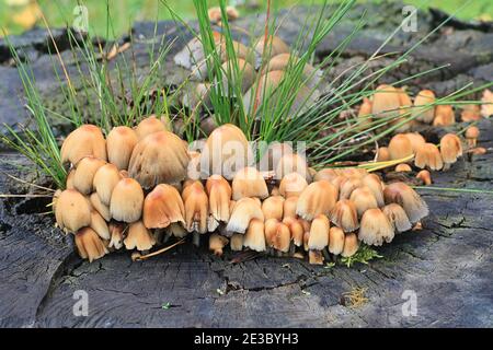 Coprinellus micaceus, also called Coprinus micaceus, commonly known as Glistering Inkcap, wild mushroom from Finland Stock Photo