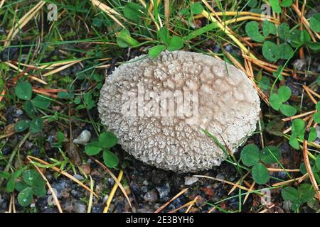 Lycoperdon utriforme, also called Calvatia caelata and Handkea utriformis, commonly known as mosaic puffball, wild fungus from Finland Stock Photo