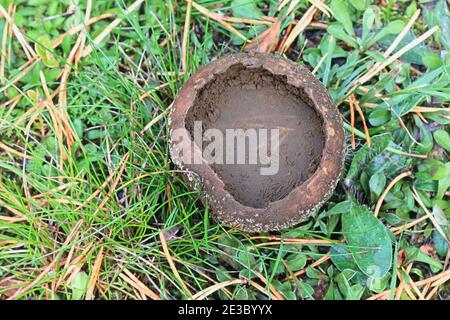 Lycoperdon utriforme, also called Calvatia caelata and Handkea utriformis, commonly known as mosaic puffball, wild fungus from Finland Stock Photo