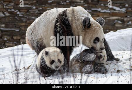 Chengdu, China's Sichuan Province. 17th Jan, 2021. Giant panda Qianqian plays with her cubs at Shenshuping base of China Conservation and Research Center for Giant Pandas in Wolong National Nature Reserve, southwest China's Sichuan Province, Jan. 17, 2021. Credit: Jiang Hongjing/Xinhua/Alamy Live News Stock Photo