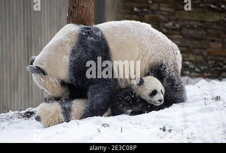 Chengdu, China's Sichuan Province. 17th Jan, 2021. Giant panda Qianqian plays with her cubs at Shenshuping base of China Conservation and Research Center for Giant Pandas in Wolong National Nature Reserve, southwest China's Sichuan Province, Jan. 17, 2021. Credit: Jiang Hongjing/Xinhua/Alamy Live News Stock Photo