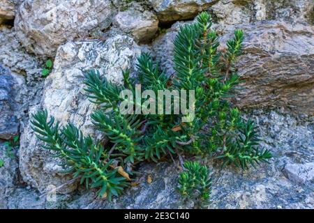 Petrosedum sediforme, Pale Stonecrop Plant Stock Photo