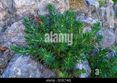 Petrosedum sediforme, Pale Stonecrop Plant Stock Photo