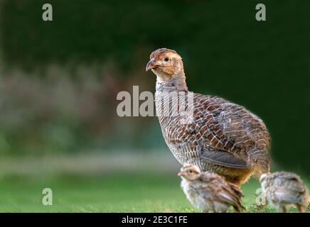 The grey francolin is a species of francolin found in the plains and drier parts of the Indian subcontinent. Stock Photo
