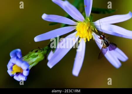 mosquitoes on aster plant Stock Photo
