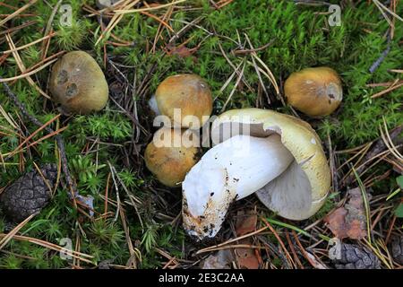 Tricholoma arvernense, also called Tricholoma sejunctoides, a knight mushroom from Finland with no common english name Stock Photo